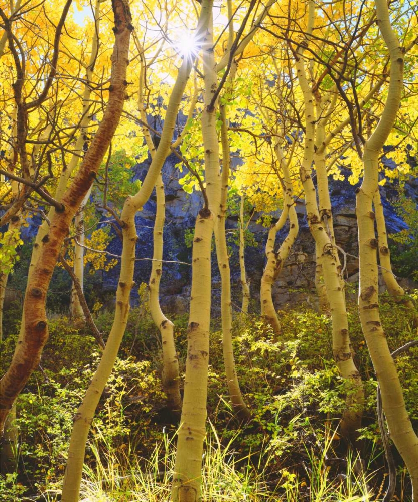 California, Sierra Nevada, Fall colors of Aspens